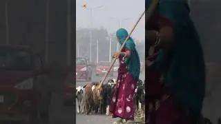 Goat Sounds ( Goats on Busy Road ) 2