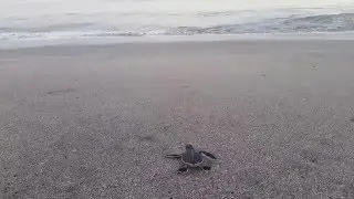 Green Sea Turtle Hatchling Crawls To The Ocean