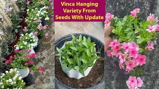 Hanging Vinca Variety बीज से कैसे लगायें with Full Update With Flowering || Vinca Hanging Variety