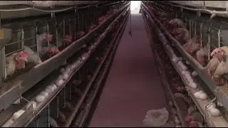 Poultry factory production capacity increases