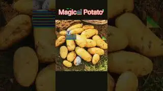 Magic Of Potato 🙊 #shorts #facts #plane