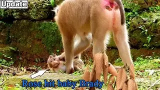 Breaking heart! Rare to see monkey Rose get bad feel till hit reject baby Brady like this?