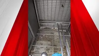 Whistleblower reports issues at Alpha Genesis monkey facility in prior years