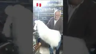 M&aacute;quina Cardadora | Fibras naturales: Alpaca, vicu&ntilde;a, oveja | MAINCDA