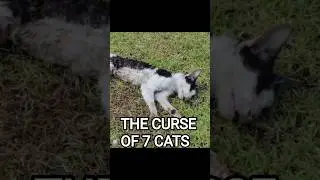 The curse of 7 Cats || racing vs indipendente || Black magic in football || #curse #independente