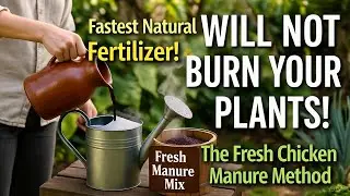 Using FRESH Chicken Manure &ndash; Will NOT BURN Your Plants This Method &ndash; Fastest Liquid Fertilizer