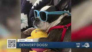 Ivy from Aurora featured on Denver7 Dogs