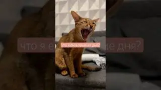 ⁠Тайсон маму с папой разоряйсон!@dreamies2247 напишите нам 🤣 #grandorf #perfectfit