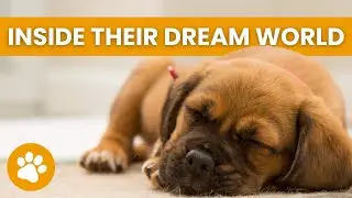 What Do Dogs Dream About? (A Scientific Approach)