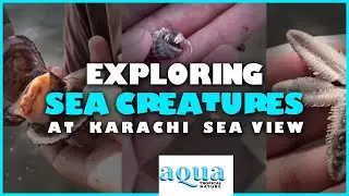 Exploring Sea Creatures at Karachi Sea View