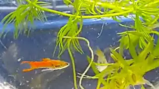 Endlers mating and give birth