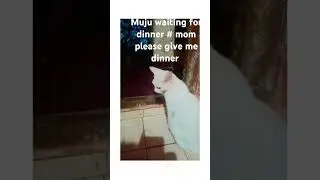 #muju#mumumumuch #cat #cat lover#youtubeshorts