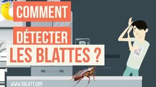 Conseils en d&eacute;tection blattes et Comment savoir si vous avez des cafards dans votre logement ?