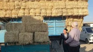 ISHTIXONDA SAMON BEDA MOSH POYA NARXLARI