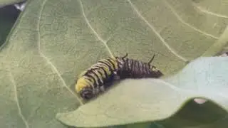 Monarch shedding