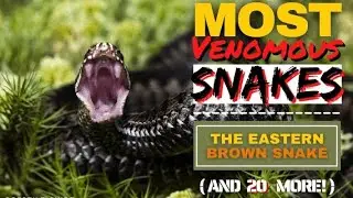 You Won't Believe What We Found Out About Tiger Snakes venom