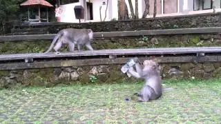 Bali Monkey Drinks Mineral Water