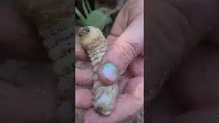 witchetty grub