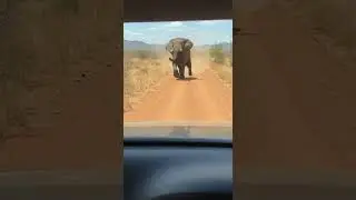 Will It Attack Me?