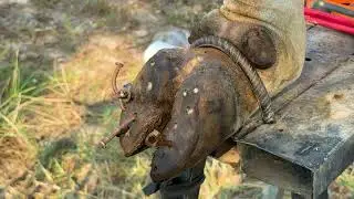 Cut and remove the cow iron from the hooves of cattle and