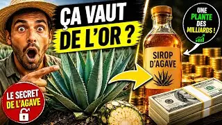 La plante méconnue qui transforme l'agriculture