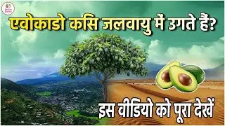 एवोकाडो के लिए कौन सा जलवायु अच्छा होता है || Avocado Farming Guide in Hindi || Deccan Exotics