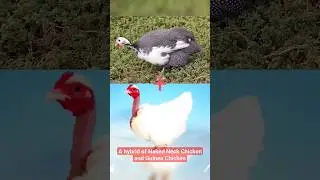 A hybrid of Naked Neck Chicken and Guinea Chicken #hybrid #chicken