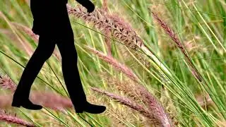 Walking On Bushes Sound - Bush Sound Effect