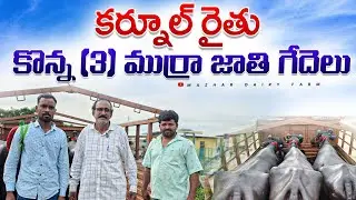 Kurnool Farmer purchase top quality 3 murrah Buffalo @mazhardairyfarm 