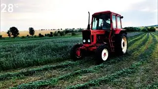 Сезон Люцерны & Покос Люцерны /// МТЗ 825