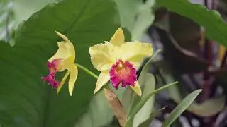 Foster Botanical Garden -- Oahu, Hawaii -- Nov 2025