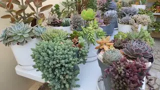 #Passeio por lindas suculentas e cactos floridos venha se encantar 💖🌵🍀💖🌵🍀
