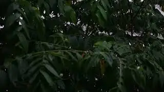 Sleep Instantly in Under 5 Minutes with Heavy Rainstorm & Big Thunder Sounds on Farm-House in Forest