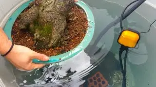 Acabar con las termitas de forma orgánica y ecológica