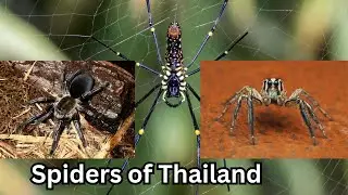 Spiders of Thailand #spiders #animals #facts