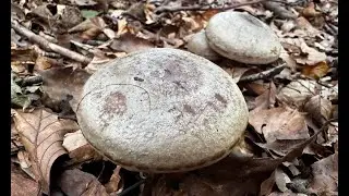 Identifying The Beech Milkcap, Lactarius blennius.