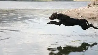 Pudel pointer