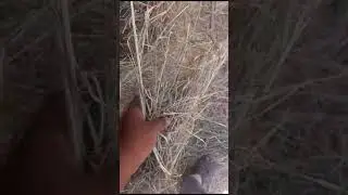Rhodes grass hay #grass #animalfeed #exportworldwide #importexportbusiness #agriculture #farmer
