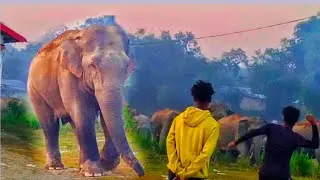 Angry Big Wild Elephants attack the people 😱😱 #elephant 