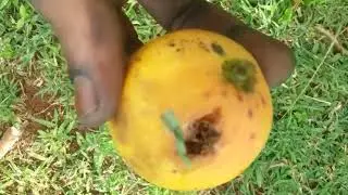 mango tour, stringy mango