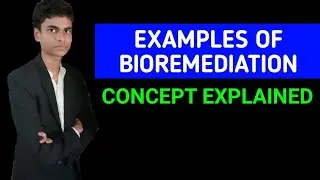 Examples of bioremediation | What are the examples of bioremediation |