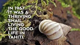Detroit Zoo | Saving Wildlife: Partula Nodosa Snails