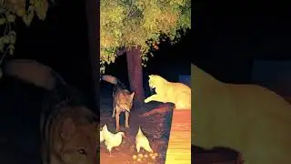 Cat Saves Chickens From a Coyote
