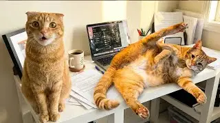 Orange Cats Being Absolutely Ridiculous 😂 This Is Insane