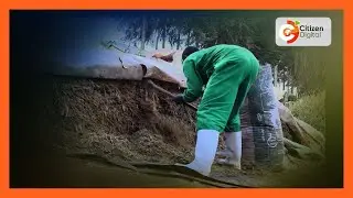 | SMART FARM |Farmers in Baringo embrace fodder preservation techniques
