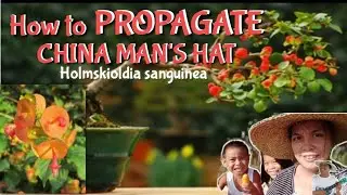 How to Propagate China man's hat