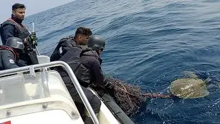 Indian Coast Guard rescues endangered 'Olive Ridley Turtle' entangled in fishing net