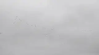 Geese Scouting