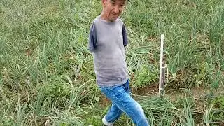 Doblando cebolla
