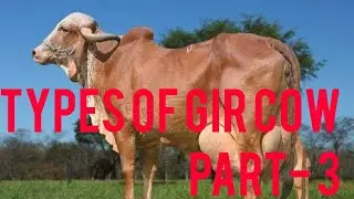 Different types of gir cow in india part -3. #gircow 👍#liladi #kabari old blood line gir cow